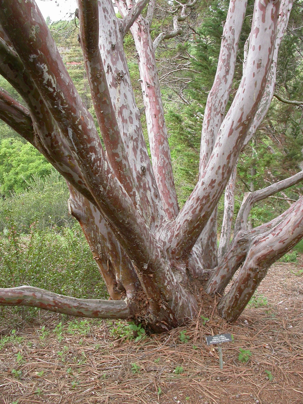 Hesperocyparis forbesii - Tecate Cypress