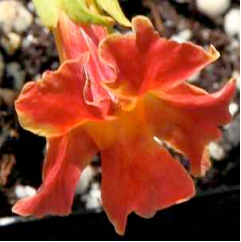 Diplacus Jelly Bean™ 'Terracotta' - Jelly Bean Terracotta Monkeyflower