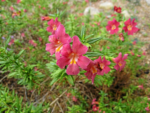 Diplacus 'Trish' - Trish Monkeyflower