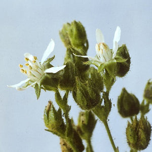 Horkelia cuneata - Wedge Leaf Horkelia